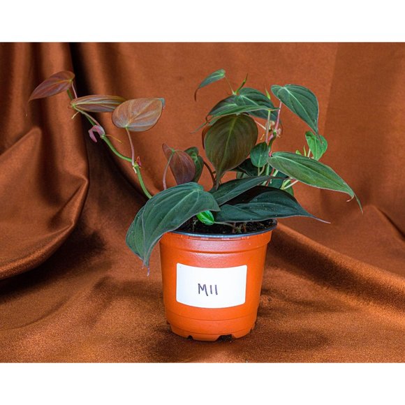 Philodendron Micans 4" US Seller Potted RARE Philo - Picture 1 of 2